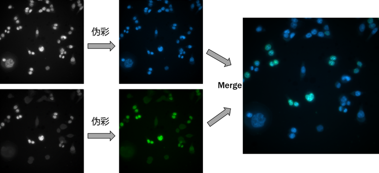 黑白相机与彩色相机的成像优势分析以及常见的误区说明(图7) 1-251202111240V4.png