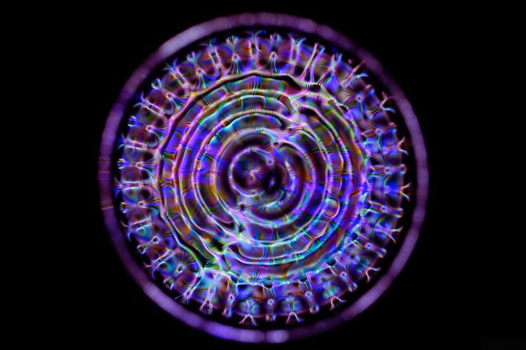 滨松OPAL光谱仪,精准驾驭低温等离子体(图1) 1-25121611161M19.jpg